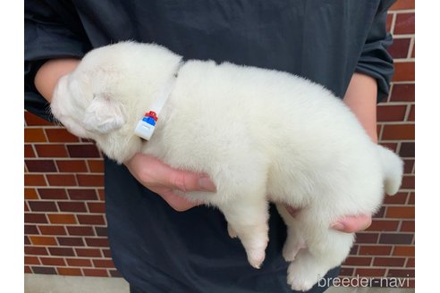 成約済の千葉県のグレートピレニーズ-313617の14枚目